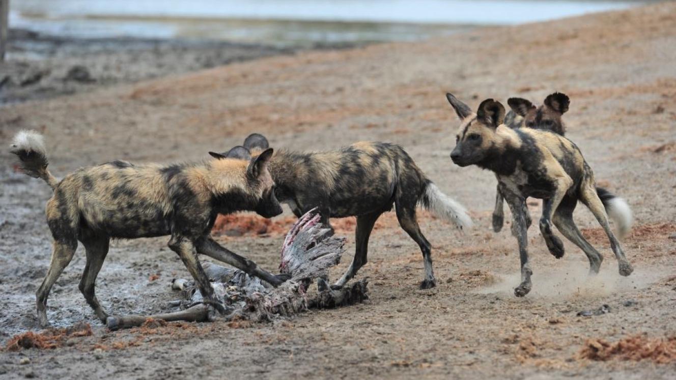 Wild dogs eating near Tintswalo Lapalala Wilderness Lodge.
