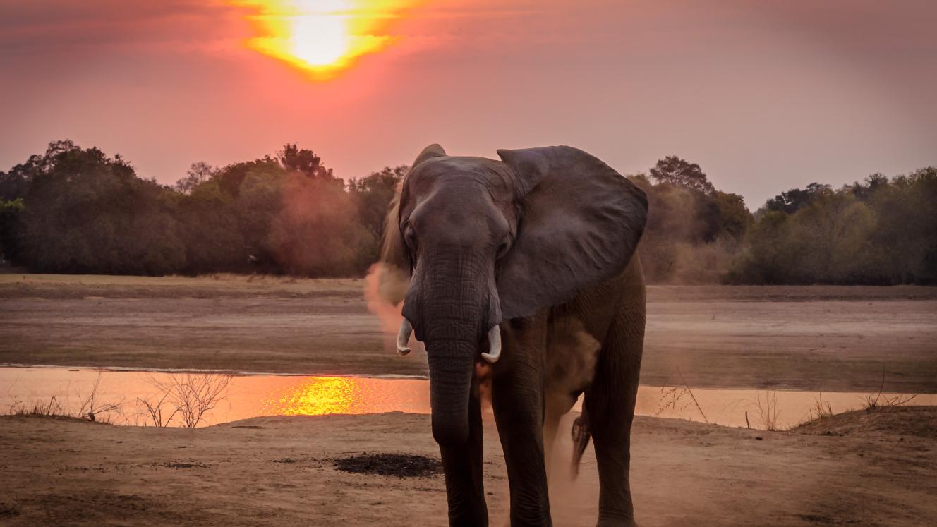 Lifting of ban attributed to ‘political play’. 