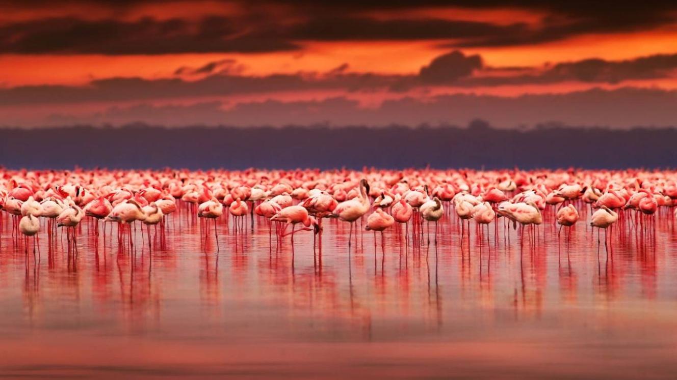 Lake Nakuru National Park losing its lustre, says tourism minister. 