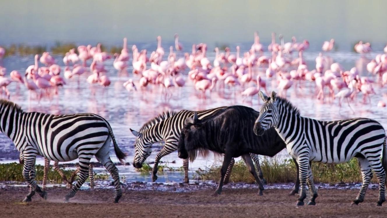 Kenya Tourism Minister to gather special team of scientists and conservationists to address issues facing Lake Nakuru.