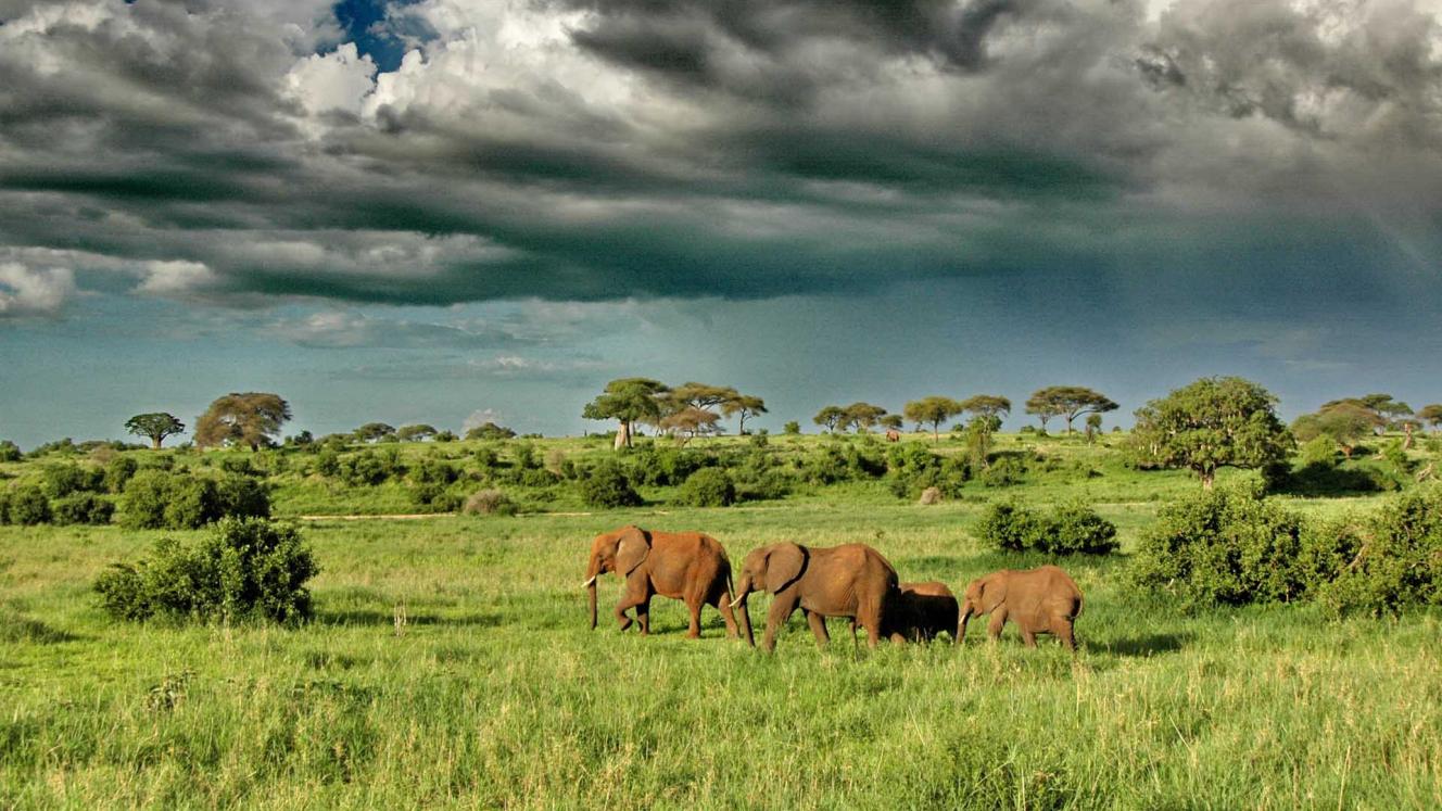 Tarangire National Park.
