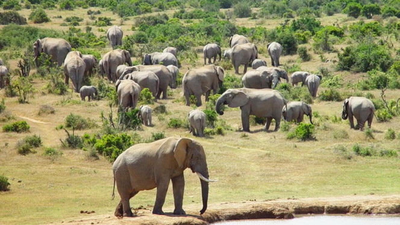 Addo Elephant National Park