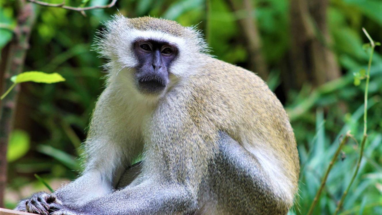 Volunteers can work with researchers to get hands-on experience with Samango monkeys.