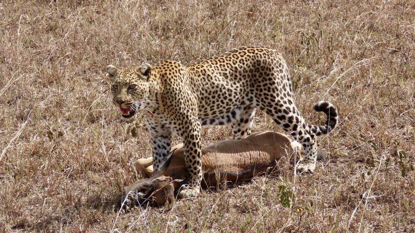 A Leopard after it has secured its kill. Photo credit Rika.