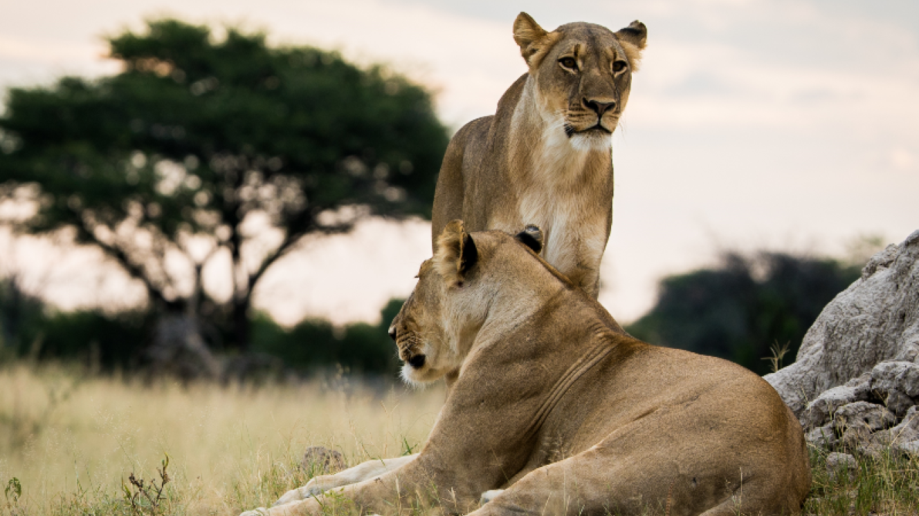 Lions by Neil Fairlie
