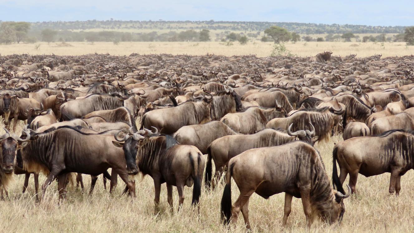 A herb of wildebeest before the great migration. Photo credit Rika