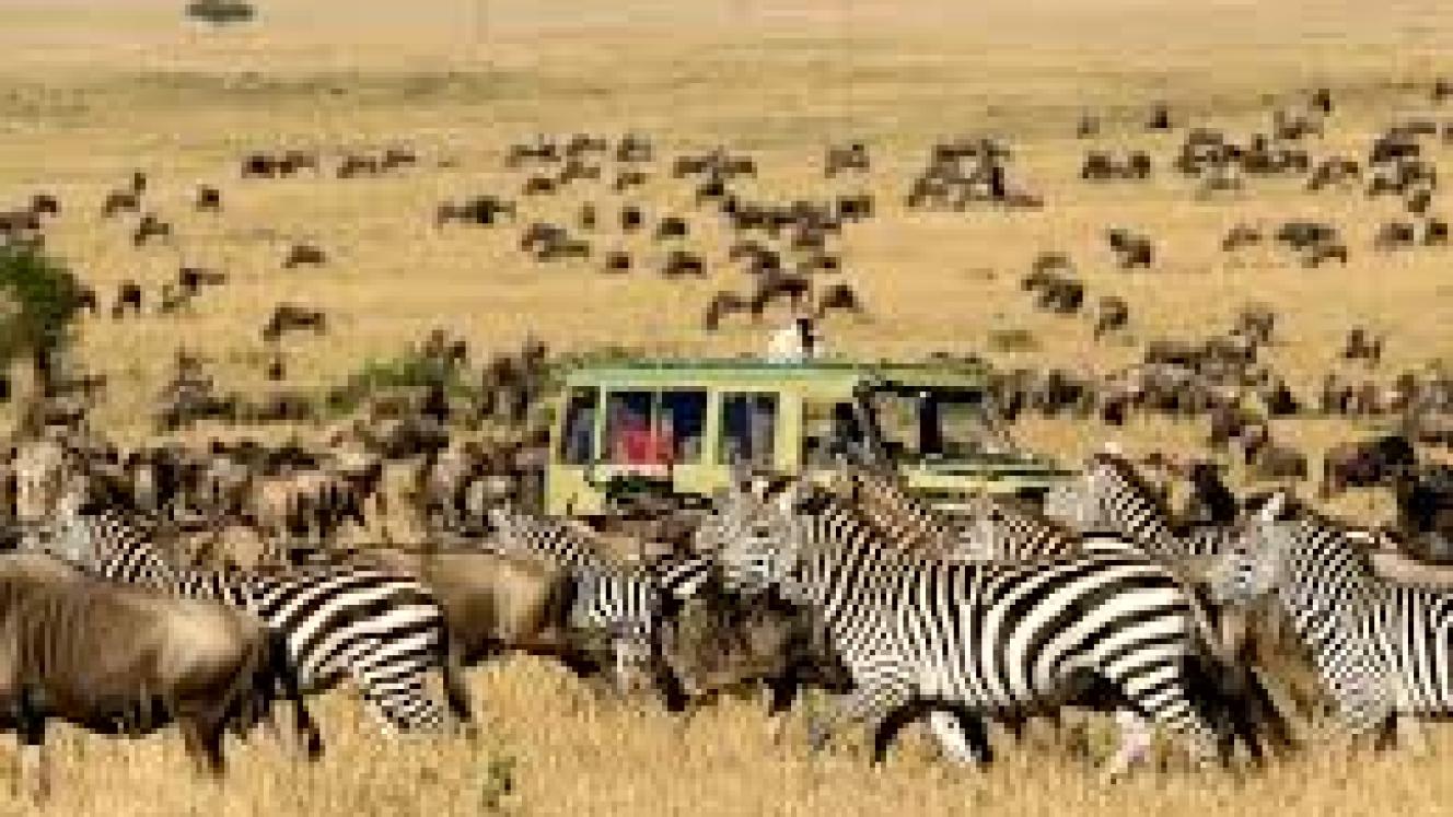 Over two million animals take part in the Great Migration.