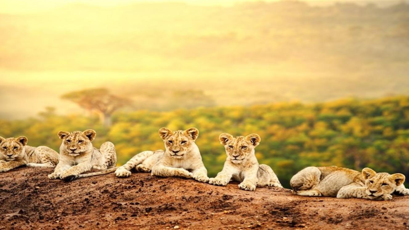 The new identity is inspired by Kenya’s unique destination as home to wildlife and pristine beaches, rich culture and experiences.