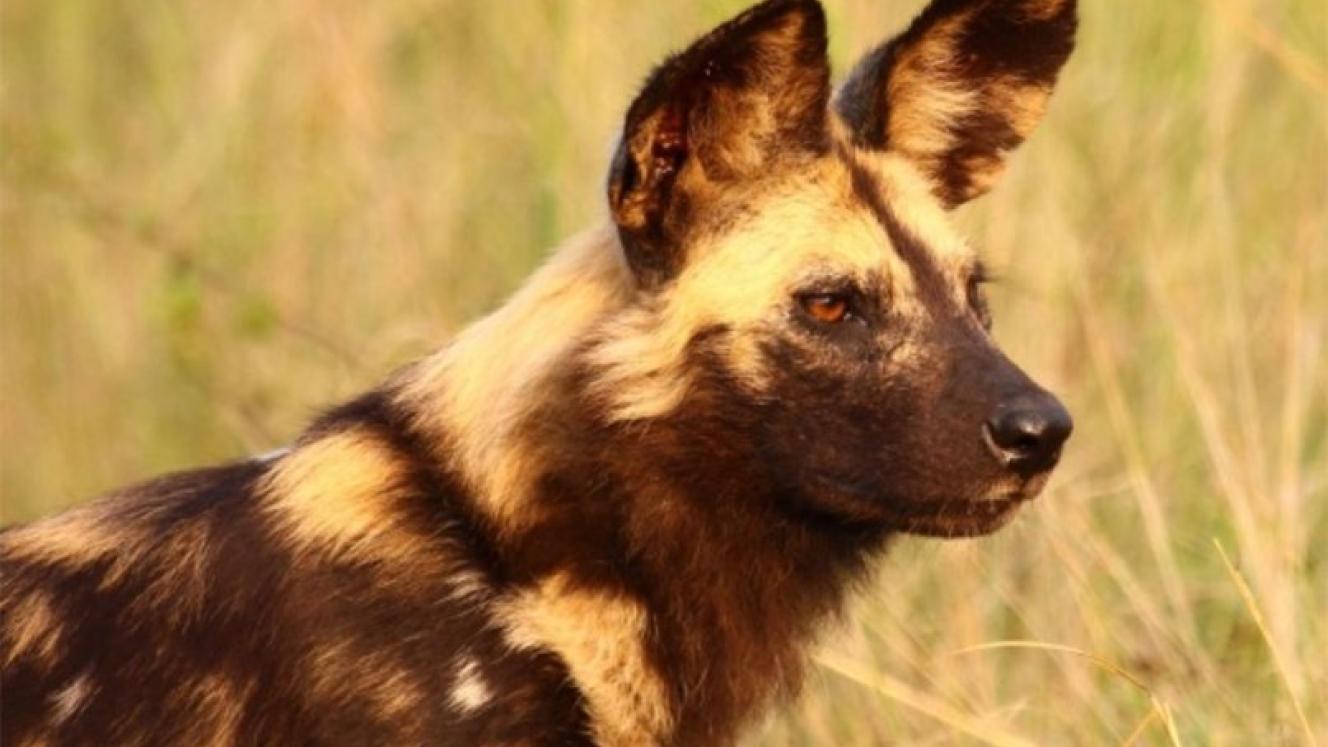 The pack was successfully relocated to Makalali on June 9, thanks to the EWT Carnivore Conservation Programme’s.