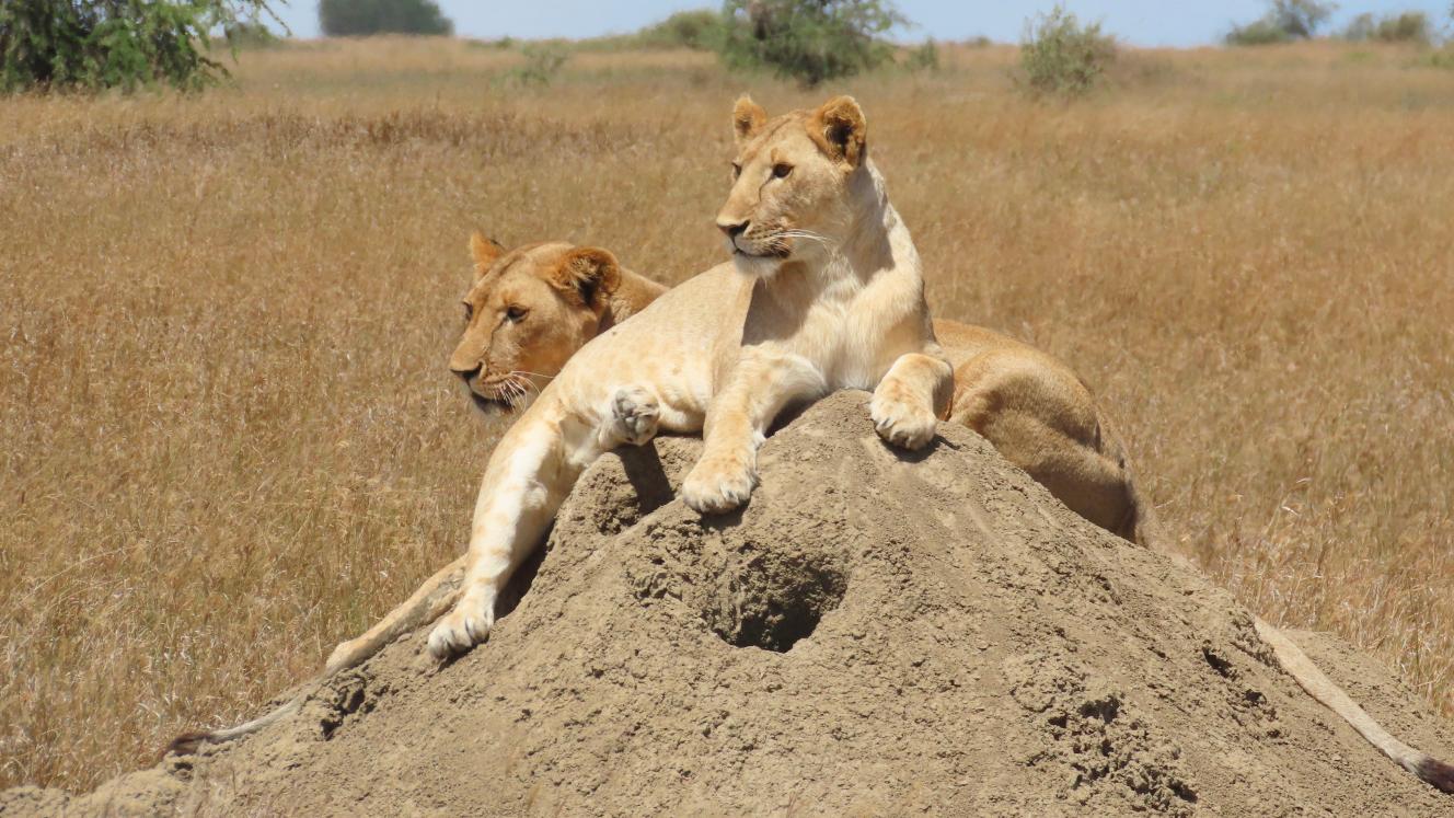 Two female lion relaxing on a ant mound. Photo credit Rika.
