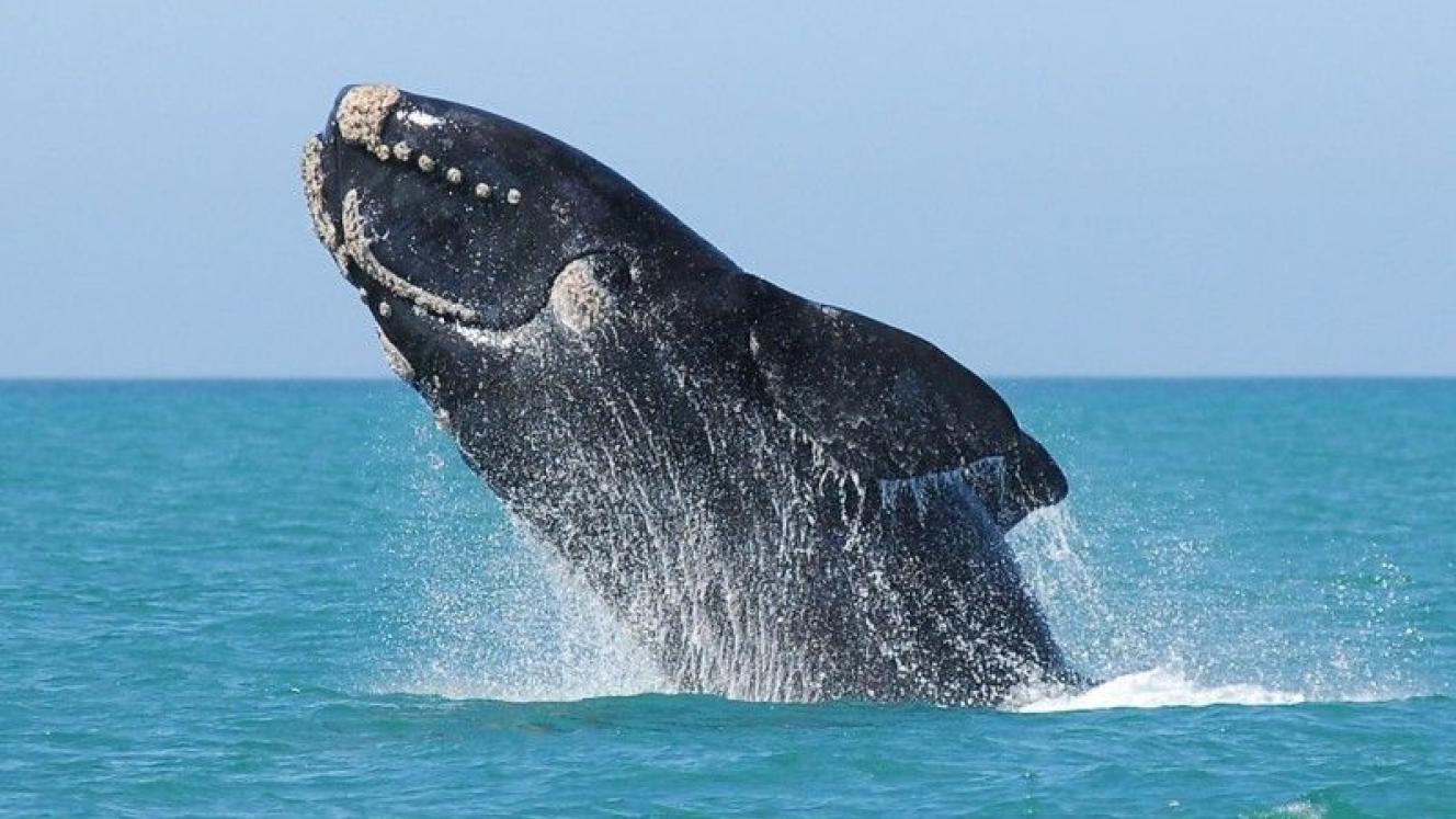 The Southern Right whale that can be seen in the Nelson Mandela Bay.