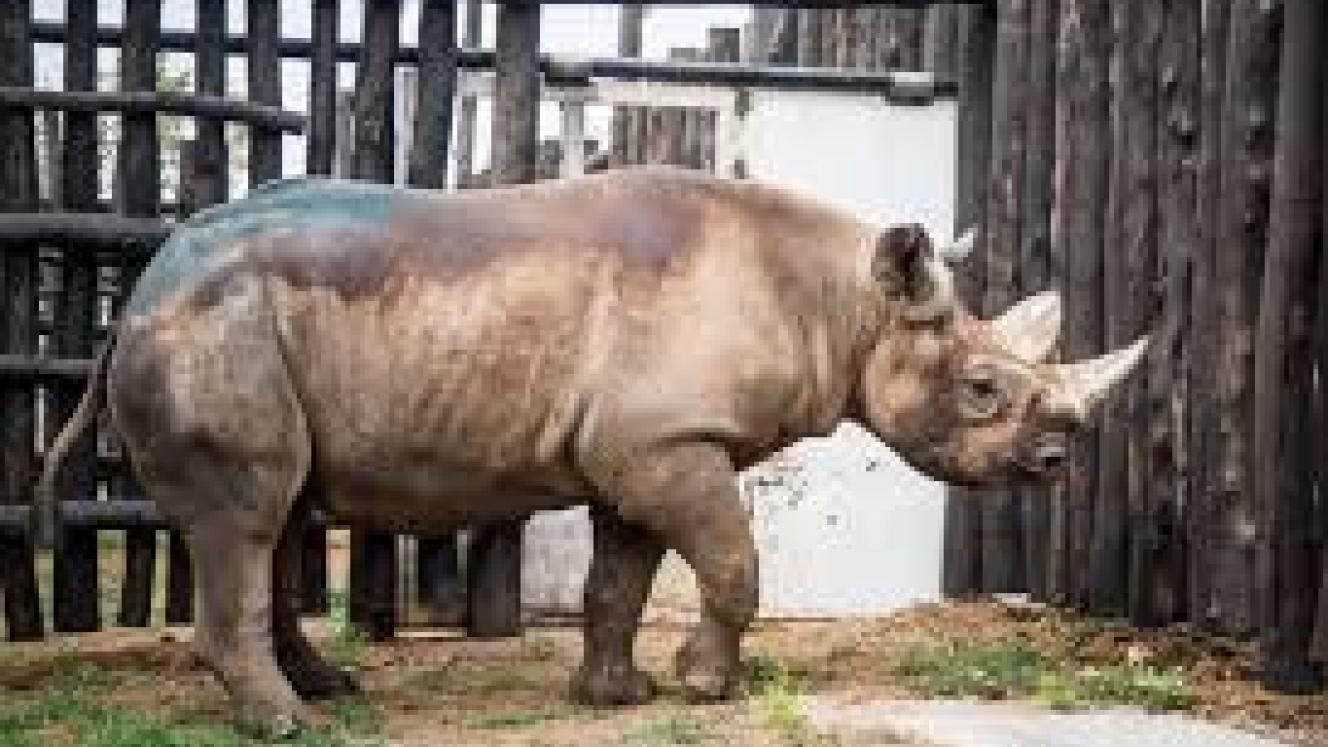 The animals will join 18 other Eastern Black rhinos in Akagera National Park, Rwanda, after a settling-in period.