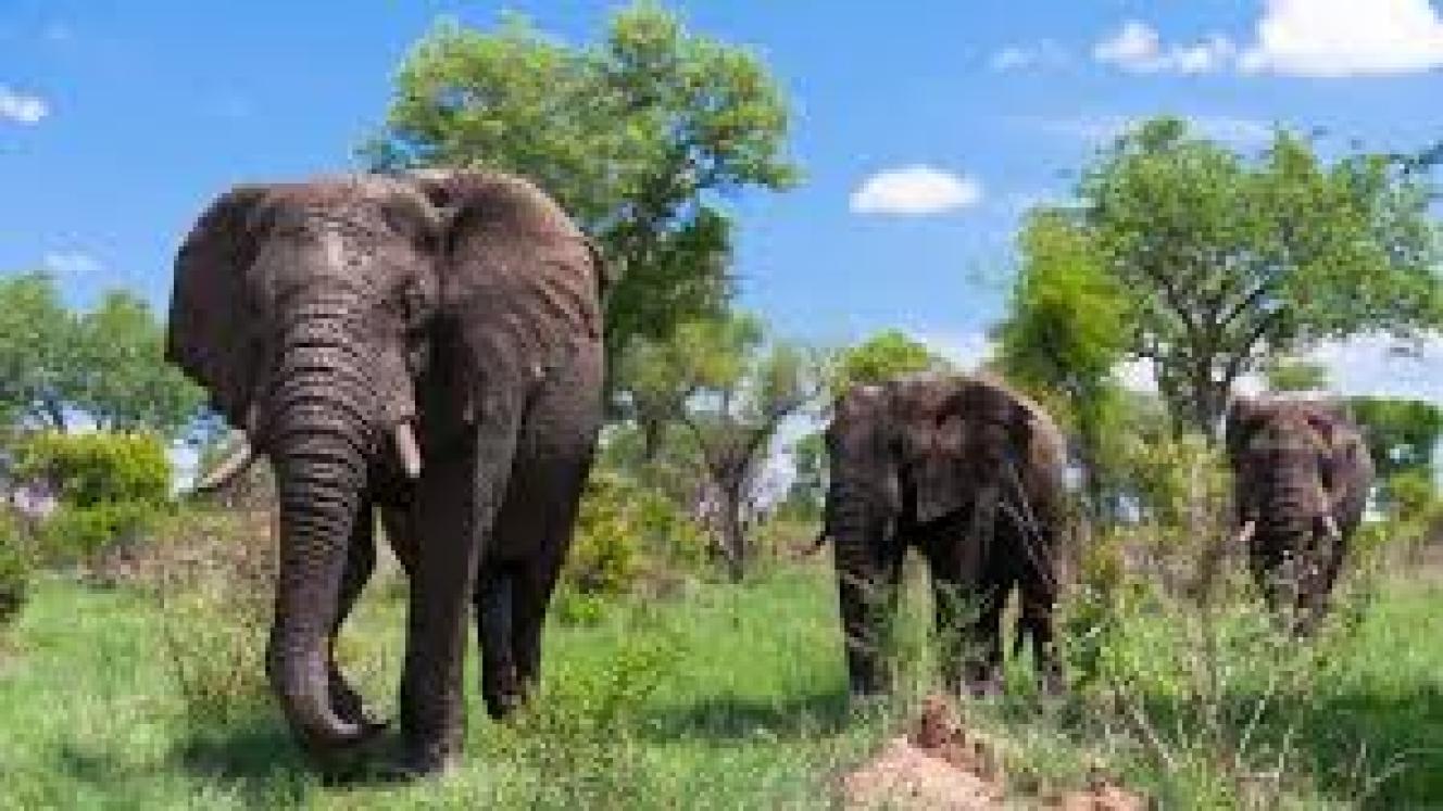 For overseas countries, the number of tourists to South Africa is generally highest in quarter one and quarter four.