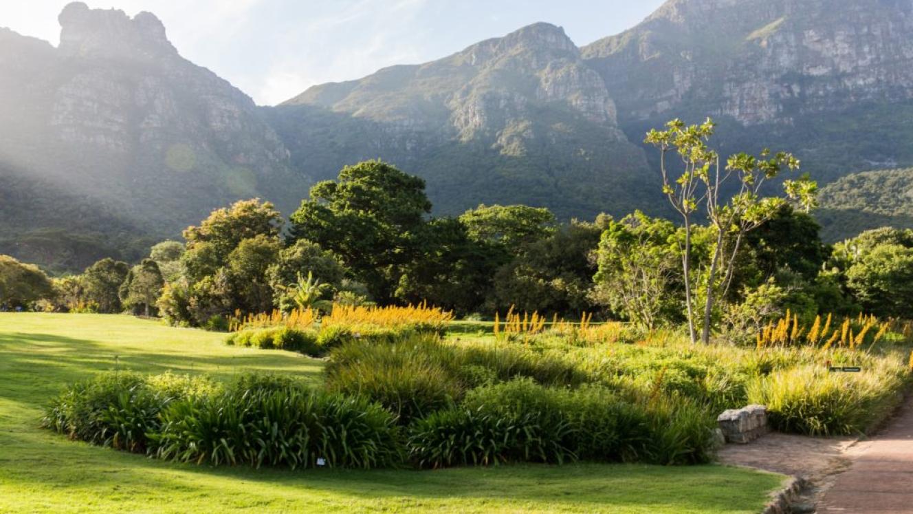 Kirstenbosch National Botanical Garden ,Cape Town, South Africa.