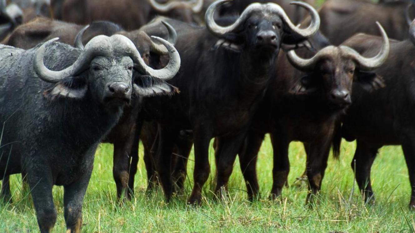 Buffalo can now be hunted using specific bows and arrows.