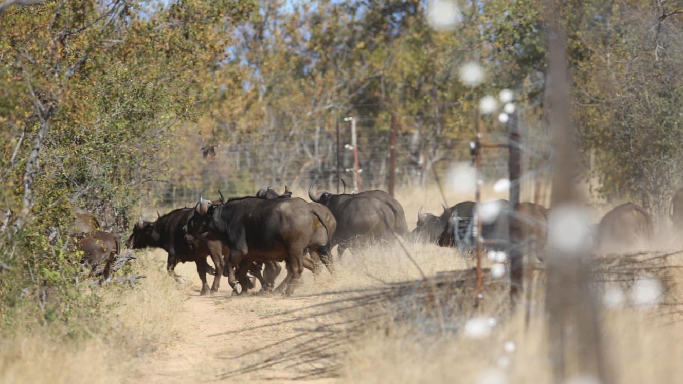 Once the fences around Buffalo Camp came down and the animals were herded out of the Red Area by helicopter.