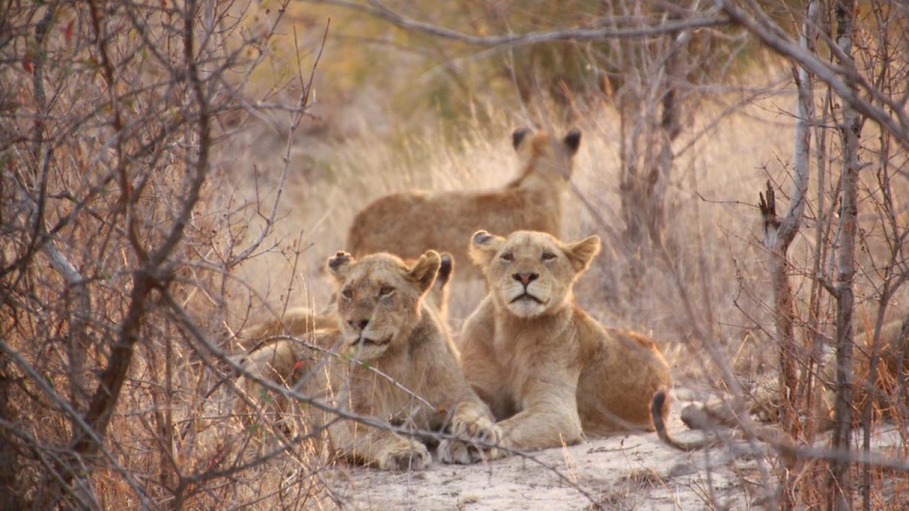 This is the first time Mount Camdeboo has had lions in 180 years.