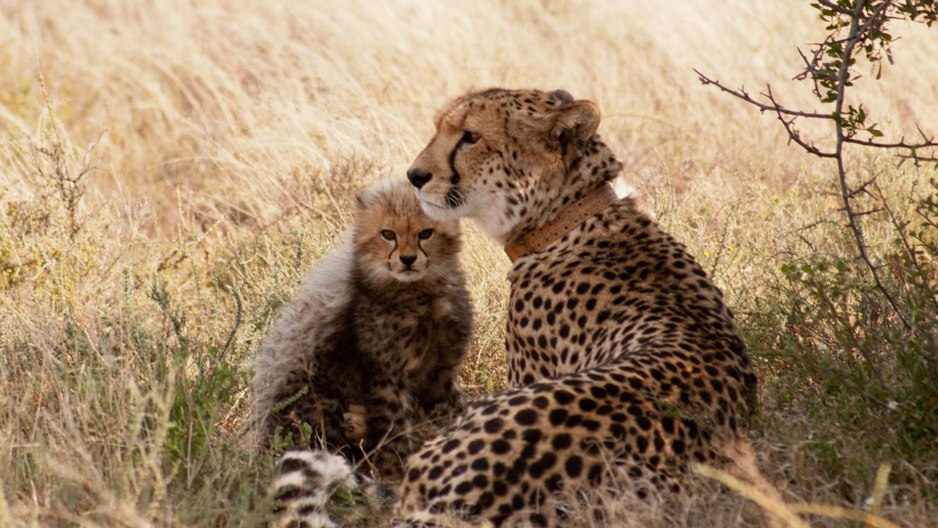 Samara is one of four South African reserves taking part in the relocation programme, which is co-ordinated by EWT and African Parks, with the latter additionally acting as a safe space creator.