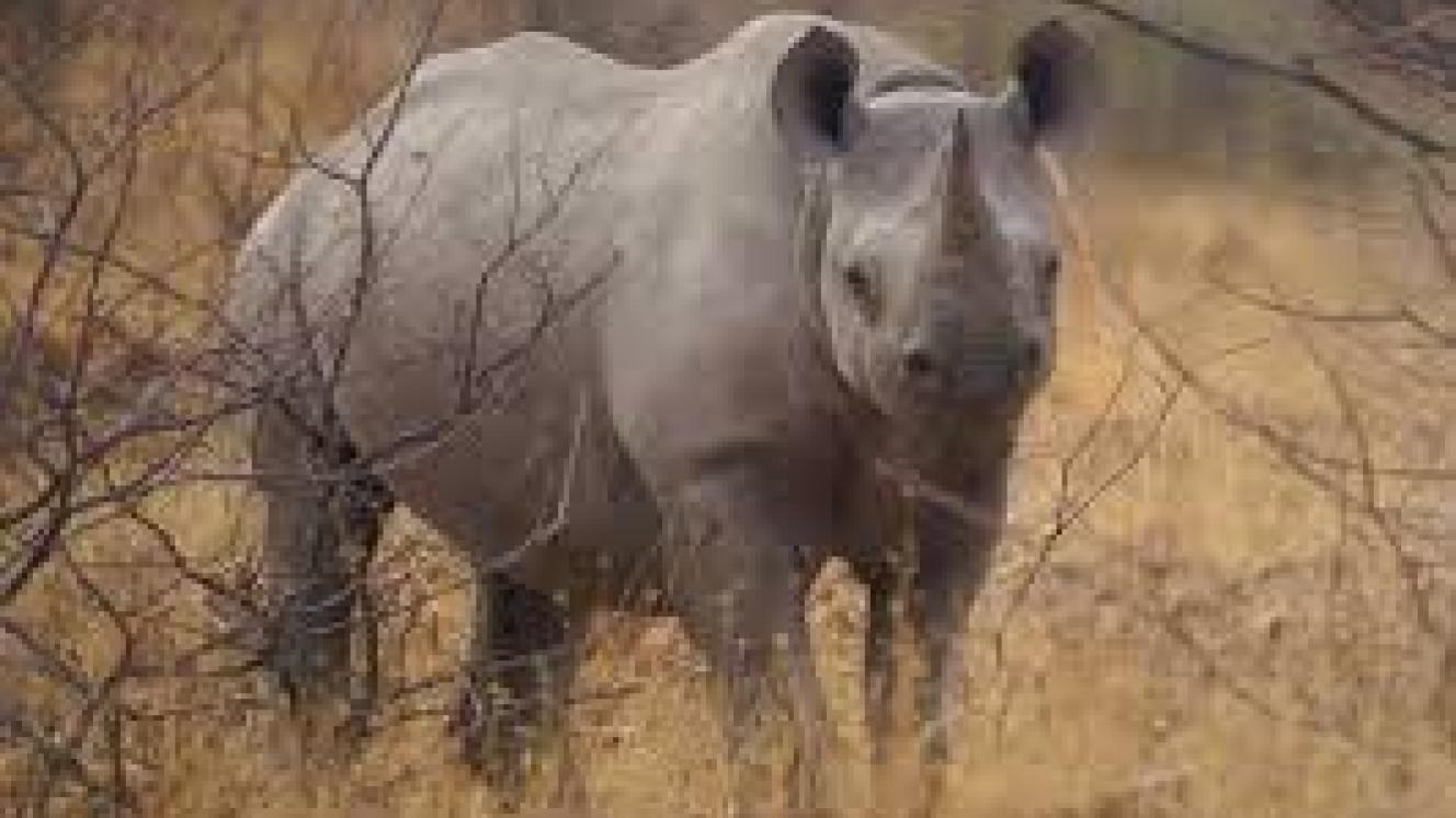 Save the Rhino International says the number of overall poaching incidents by the end of the year will be the lowest since 2014.