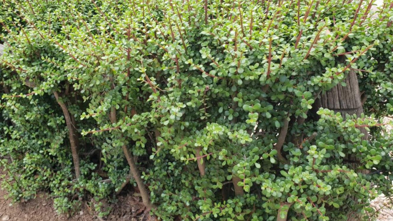 Spekboom can sequester more than four tons of carbon dioxide per year per hectare planted.