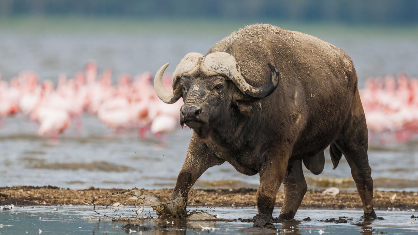 "This image of a Cape buffalo bull wading through the shallow waters of Lake Nakuru in Kenya with the pink of flamingoes showing in the background for me epitomises the wondrousness of Africa." Photo credit: Peter Chadwick