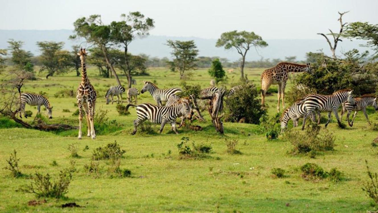 The park is close to Lake Victoria on the border with Rwanda, and is surrounded by the Kagera River and Lake Burigi.