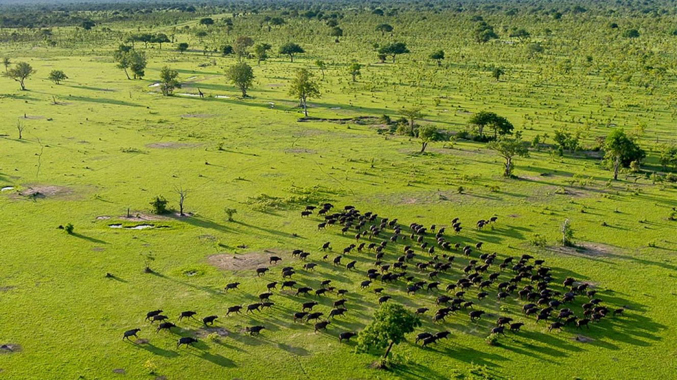Tanzania’s President John Magufuli issued a directive to the Ministry of Natural Resources and Tourism to begin the process of splitting the Selous Game Reserve into two wildlife sanctuaries.