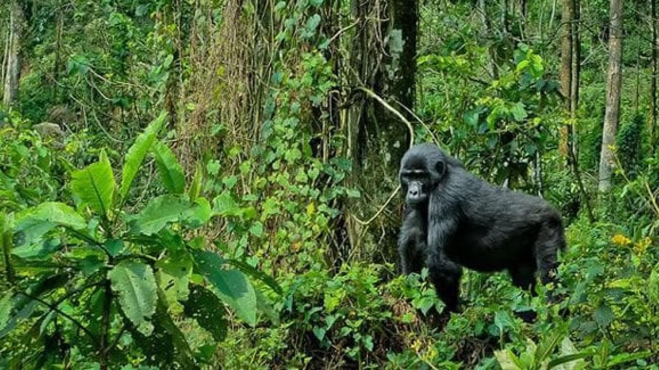 The project is being piloted in Bwindi Impenetrable National Park, which protects an estimated 400 mountain gorillas.