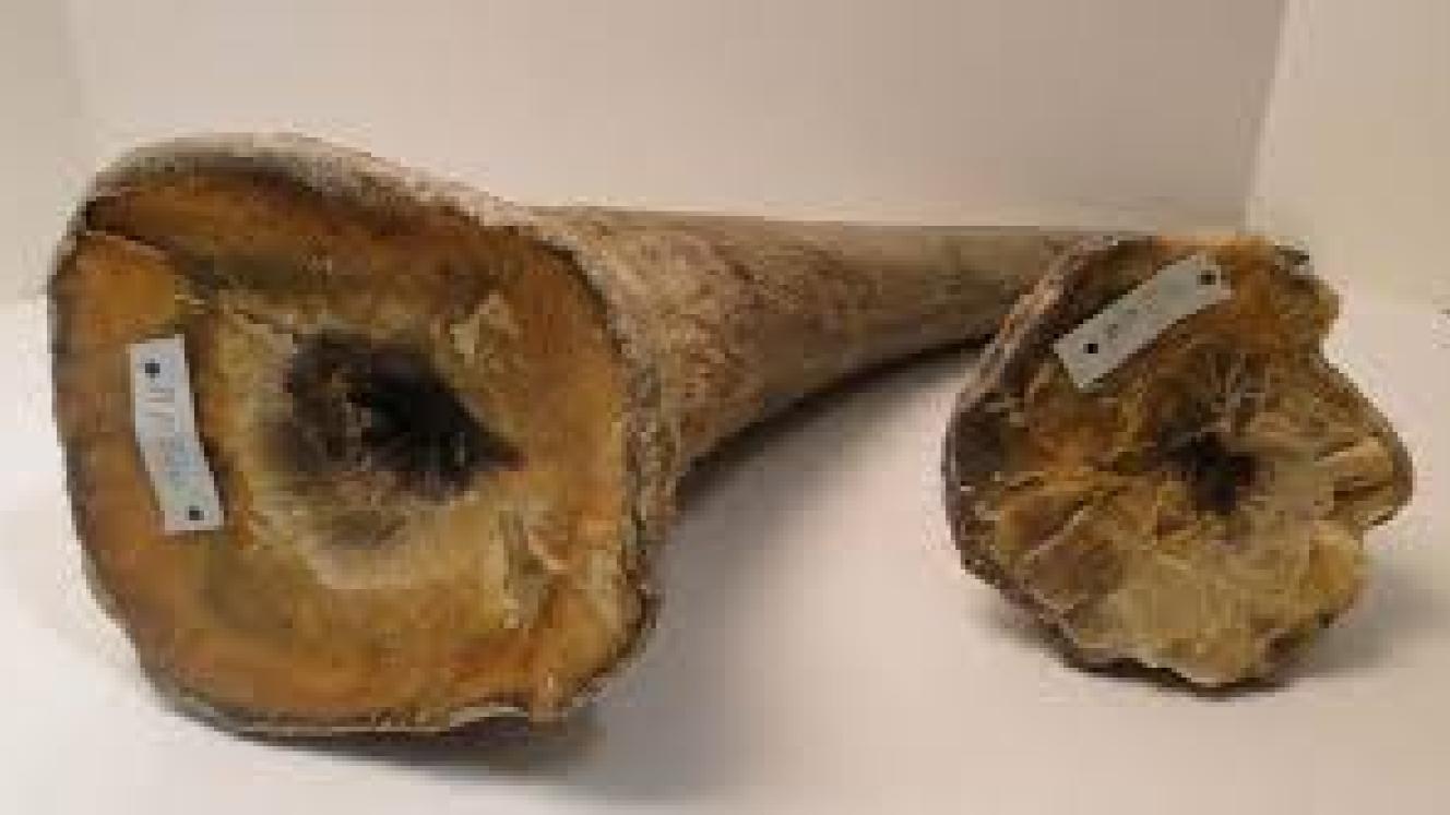 DNA from a confiscated rhino's horn now can be traced back to the rhino it was taken from, and possibly linked to the criminal who poached it.