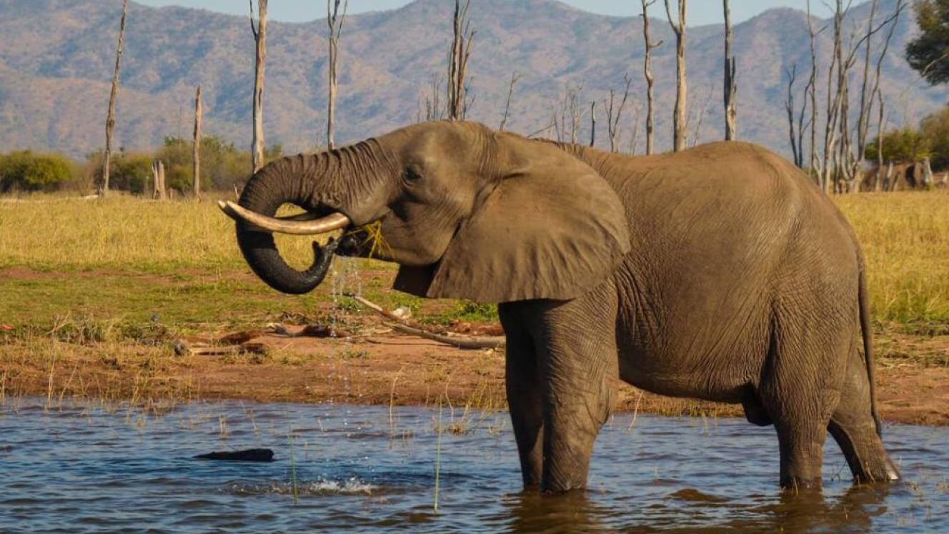 Zimbabwe will partner with the international conservation body, Space for Giants, and implement the Conservation Investment Initiatives.