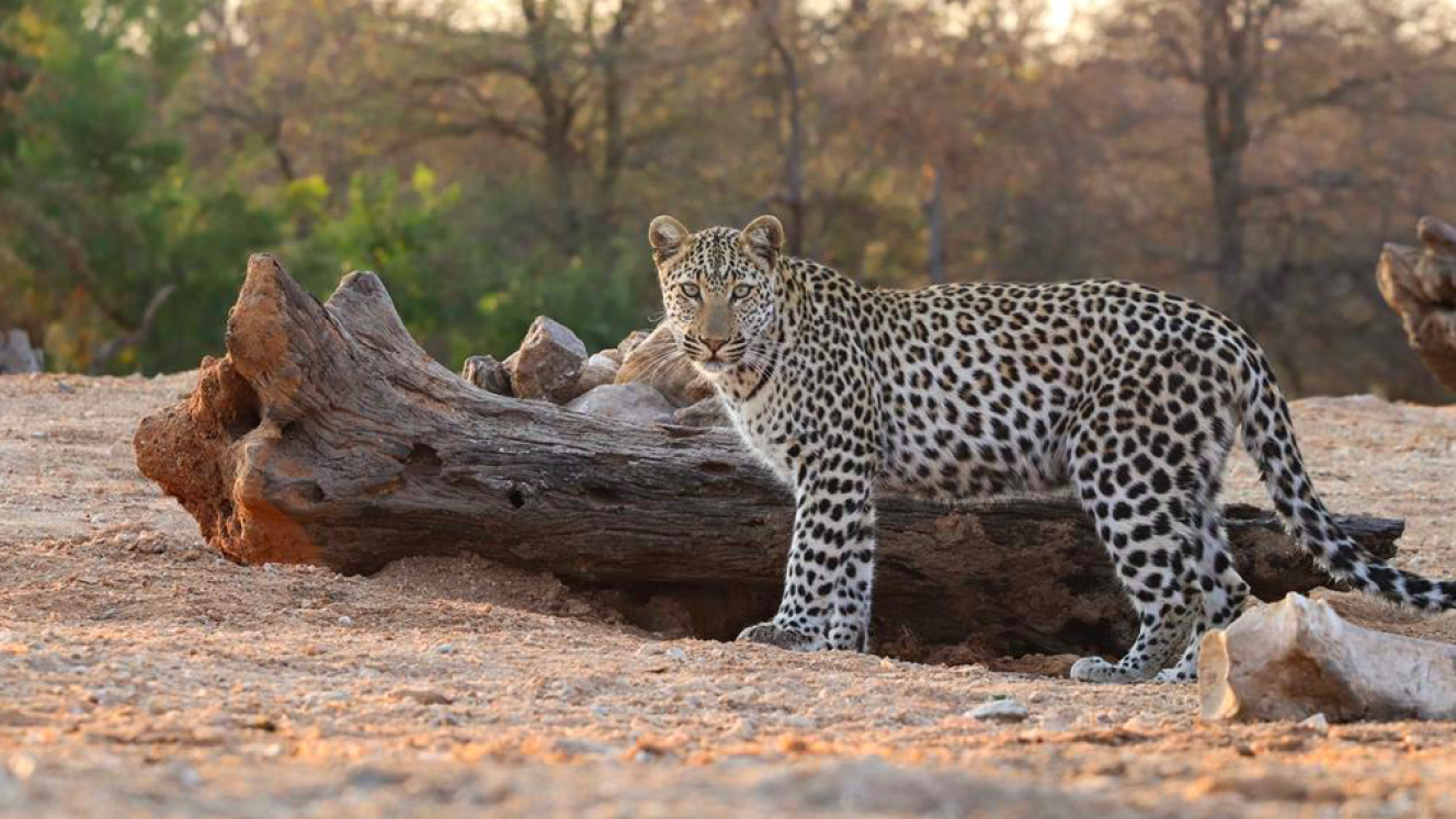 "Inquisitive young male leopard entertaining us for nearly an hour around the dam trying his best to avoid thirsty bees to have a drink of his own."- Morné Hamlyn.