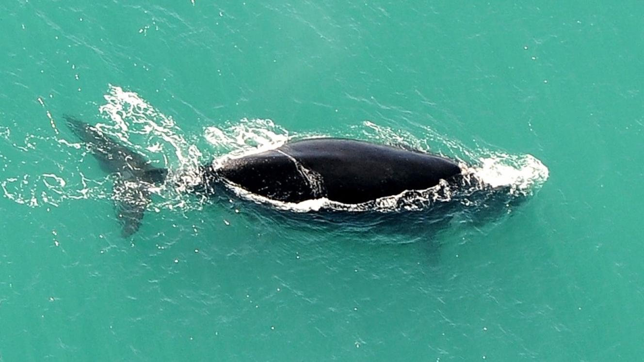 Southern Right whales seen from the aerial survey. Photo credit Jean Tresfon
