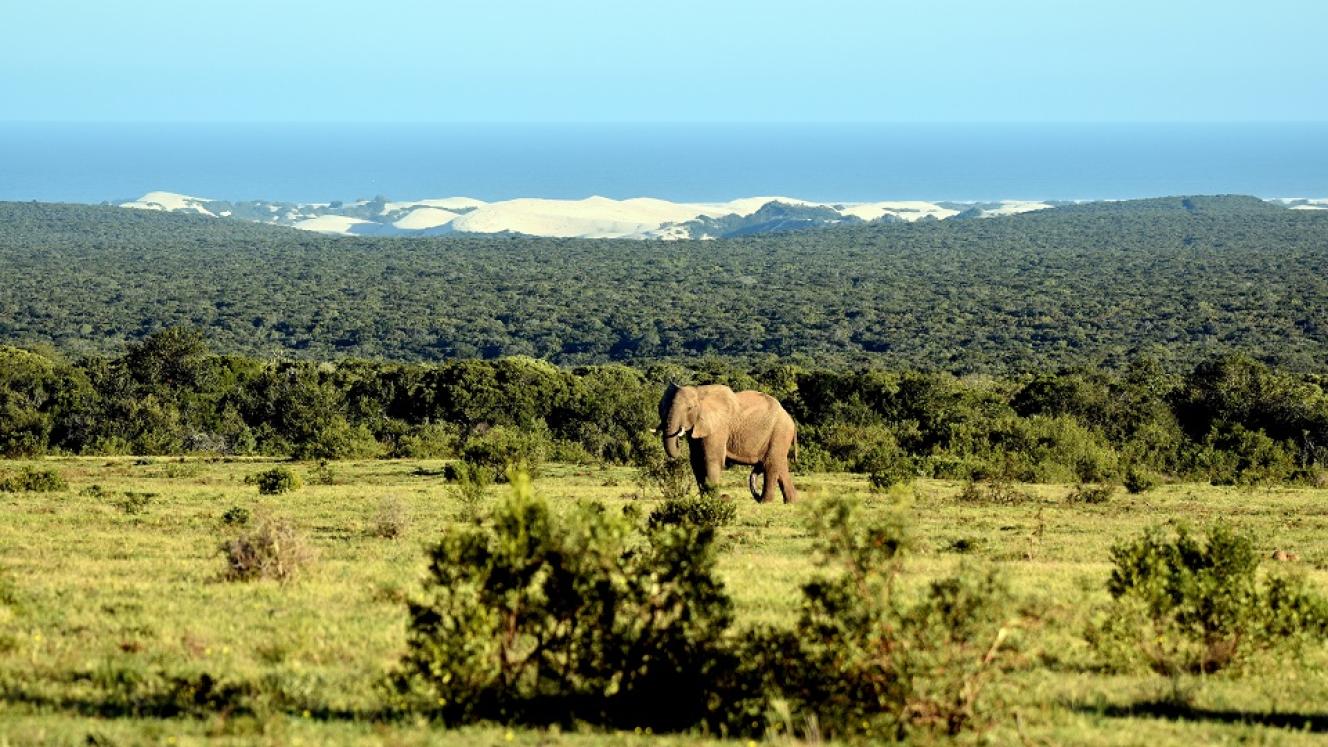 “It is extremely rare to find an elephant with the Alexandria Dune field and Indian Ocean in the background, but even more so, to find the rare ‘lesser-spotted five-legged elephant’.” 