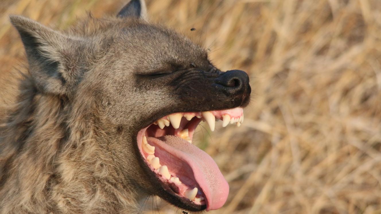 “I got these pictures when we went out for an afternoon game drive. We came across a clan of hyenas who were feeding on a dead buffalo. One of the hyenas decided to walk out into the light, then he came towards our vehicle and started yelling at us!”
