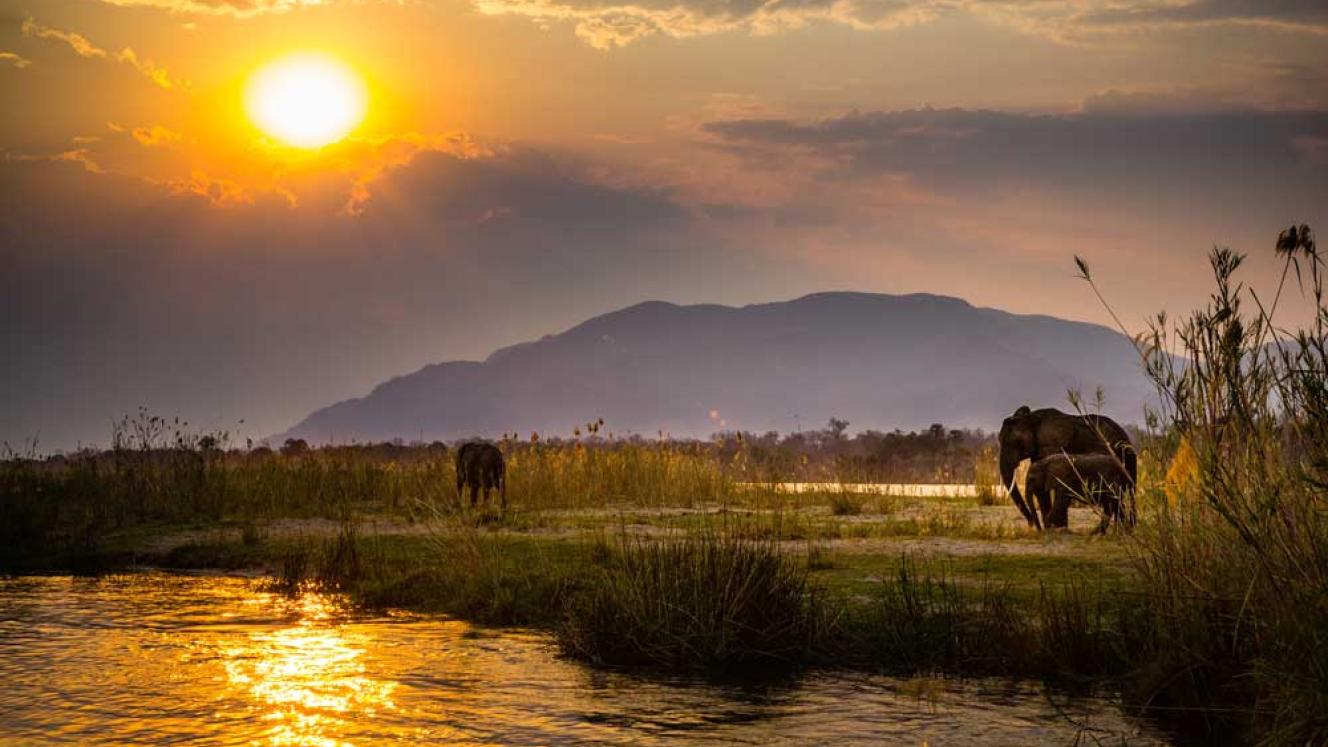 Elephants in Lower Zambezi National Park.