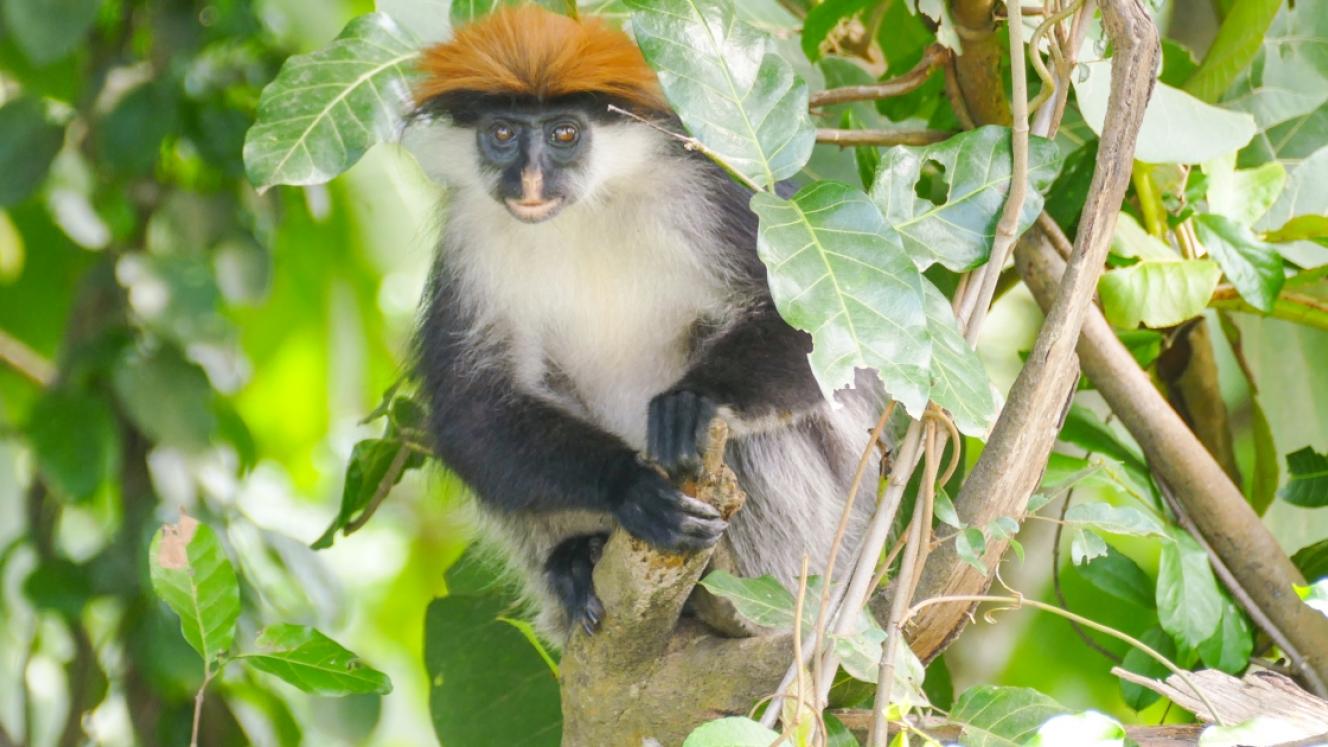  The property soon to be the Udzungwa Botanical Garden. Photo by Katie Pugh/Rainforest Trust.