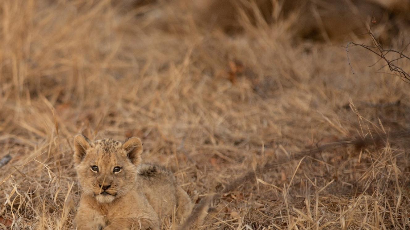 Camouflaged Lion King Little Simba.