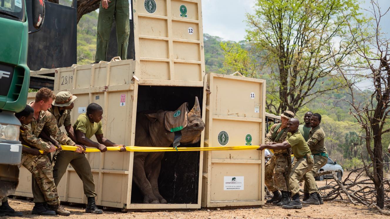 Rhino being released from a crate in Liwonde National Park.
