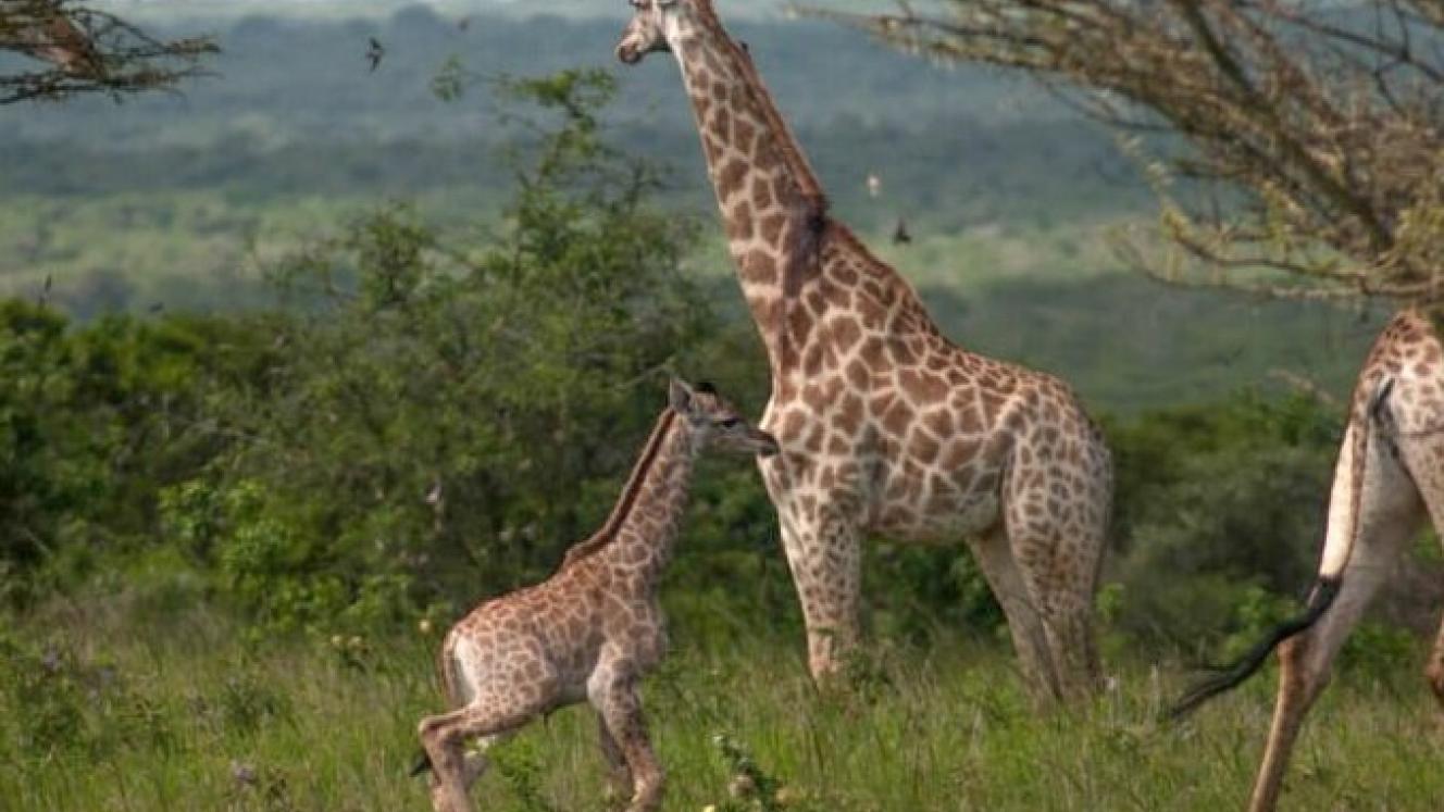 The newborn giraffe at Ukuwela. 