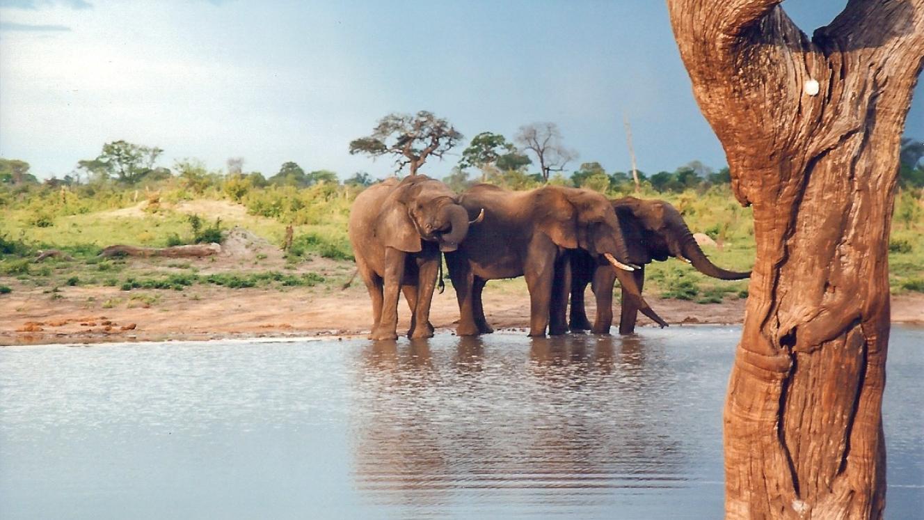 Elephants at a water hole in Hwange National Park