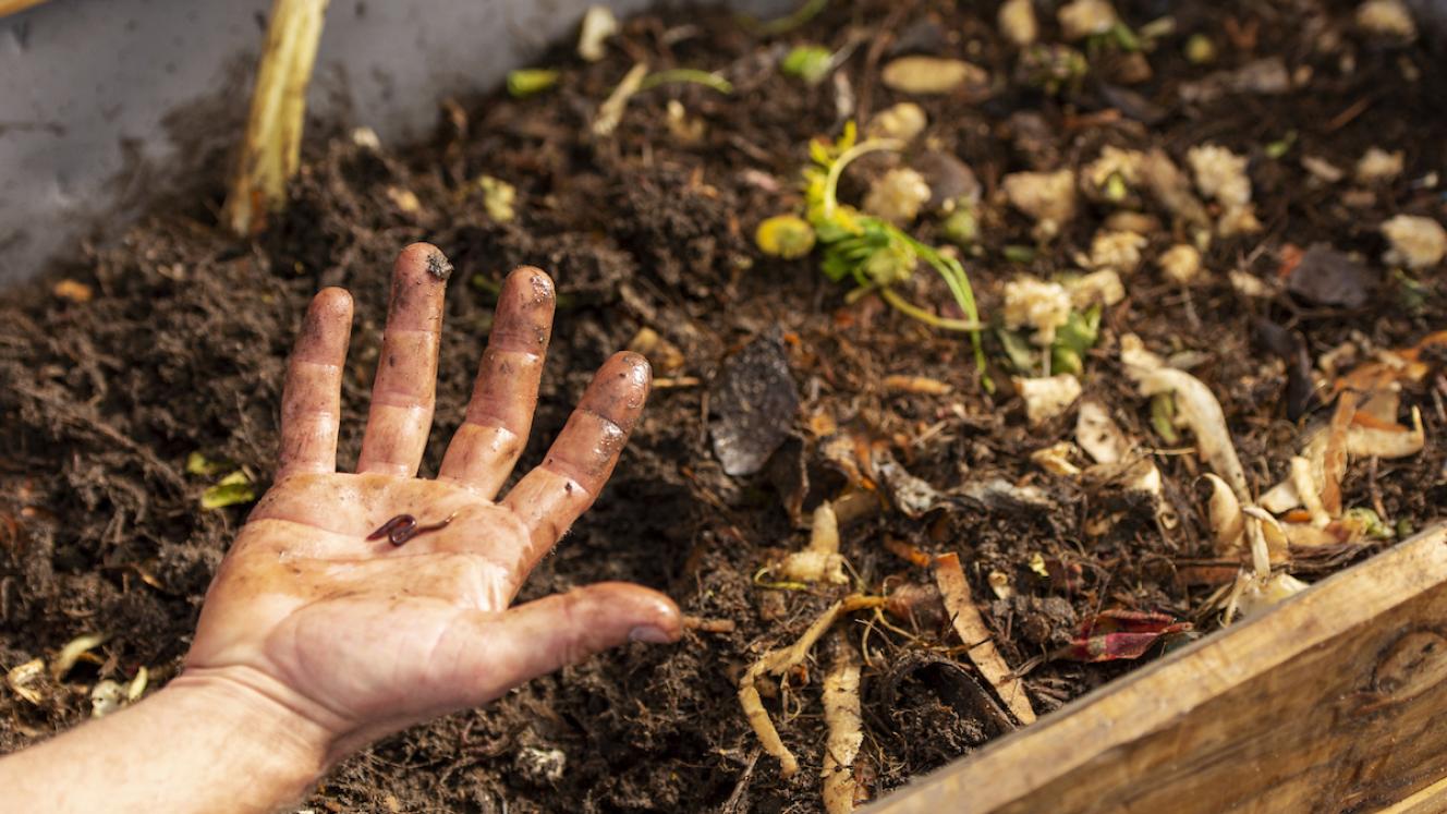The aquaponics system and worm farm.