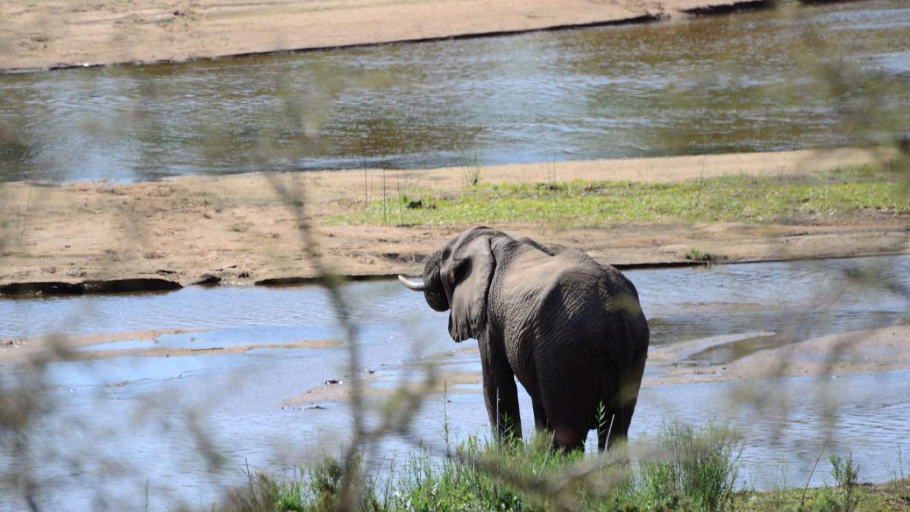 Elephant at Kruger National Park 