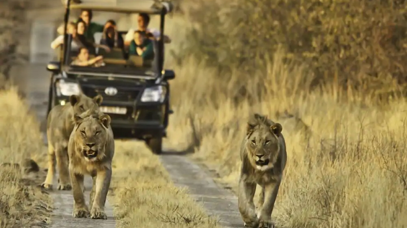 Morokolo Game Lodge game drive in Pilanesberg National Park