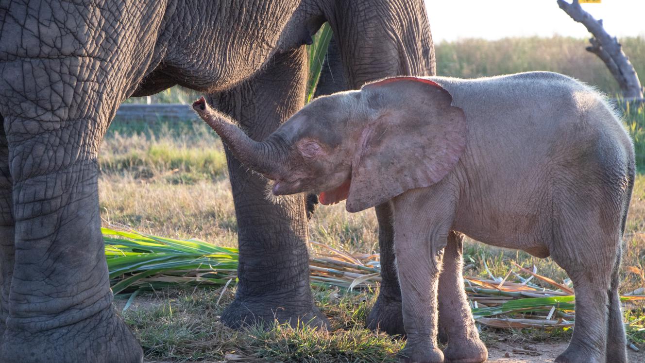 Orphaned elephant Khanyisa meeting her surrogate mom, Lundi