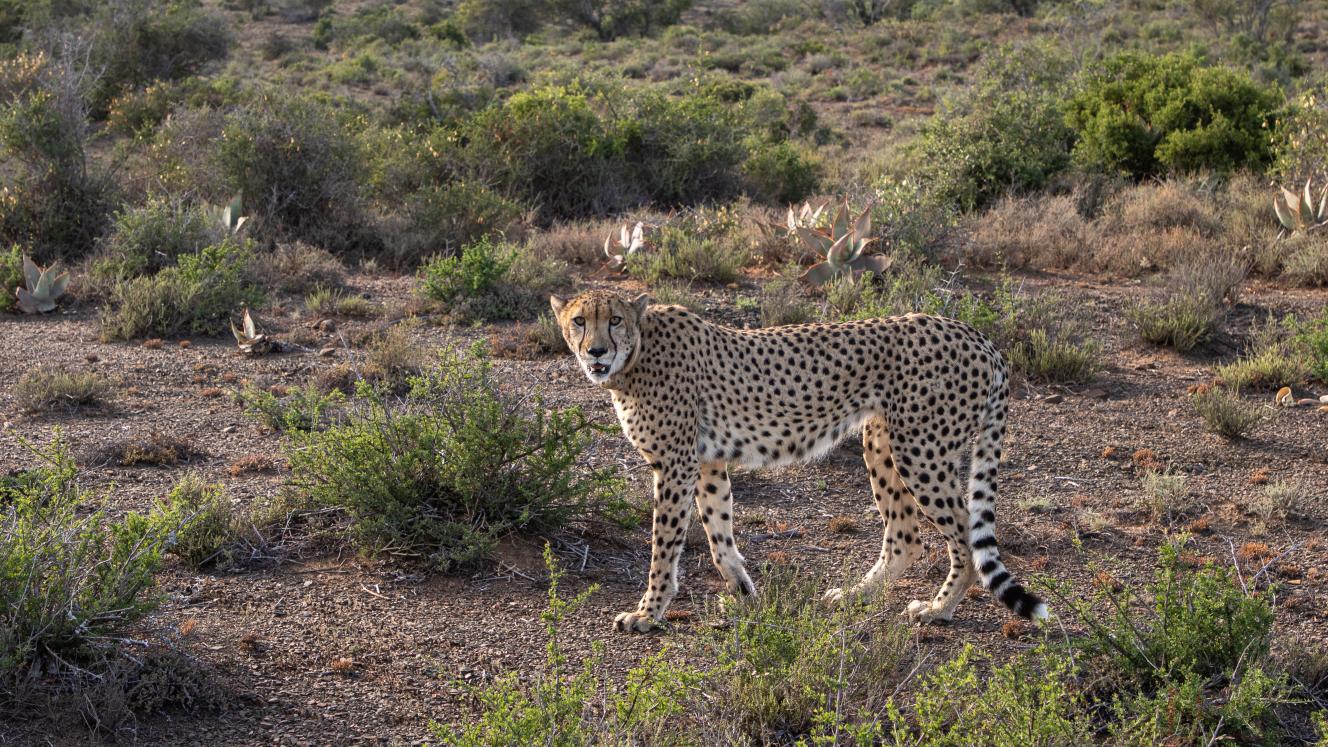 A male cheetah, Ivory, was successfully released into the wild by Ashia’s wilding and release programme.