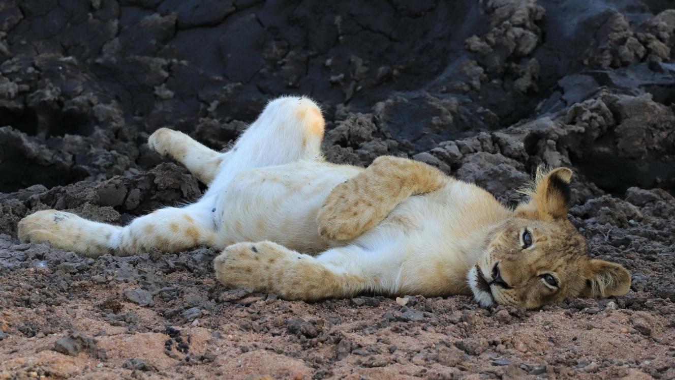 Lion cub photographed at Makumu Private Game Lodge by General Manager, Morné Hamlyn