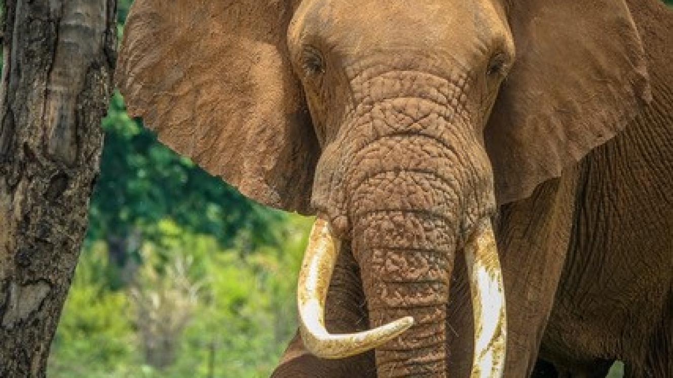 Madinda, a member of The Elephant Café herd.