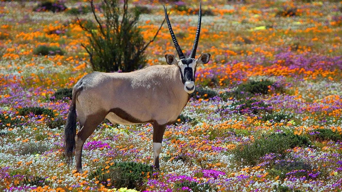 Namaqualand, Northern Cape.