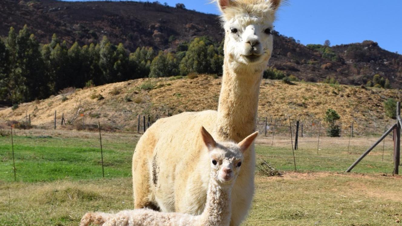Rona and her mother at The Alpaca Loom