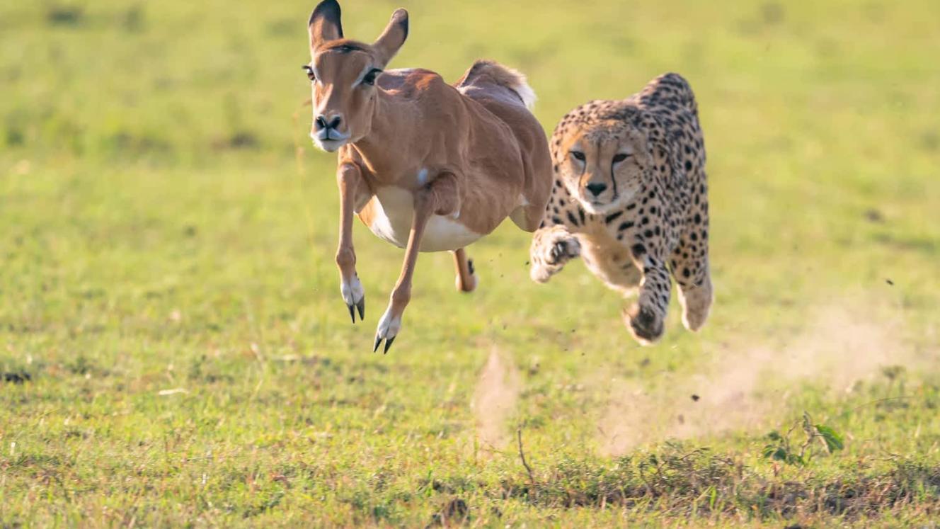 One of the entries in The Greatest Maasai Mara Photographer of the Year competition, courtesy of the Angama Foundation